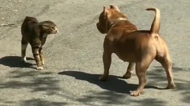 Pitbull vs cat very funny moment, animals love...