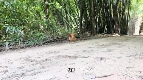 hen walking