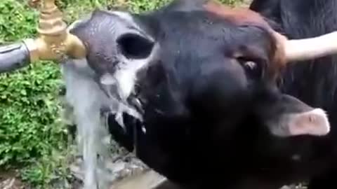 cow drinking water from tap