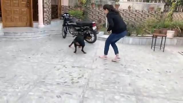 Public Reaction: Scared of a Rottweiler? Thor in Chandigarh's Streets