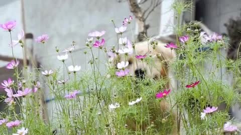 a clever and friendly pet video