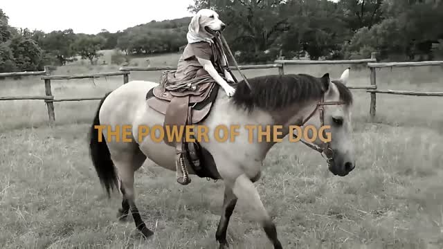 The Power of the Dog ... (The REAL) Power of the Dog! - Live Action TRAILER :D