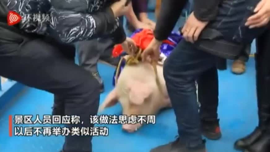~ Chinese Pig Bungee Drop ~