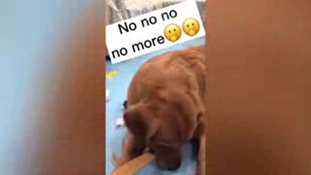 Funny reaction cats | Try To Not To Laugh 😅