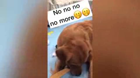 Funny reaction cats | Try To Not To Laugh 😅