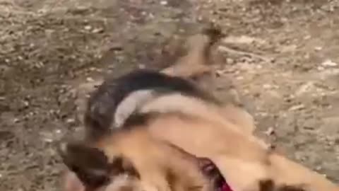 Funny animal videos,,,