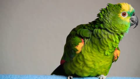 Best audio clip for parrot