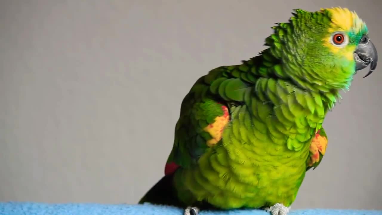 Best audio clip for parrot