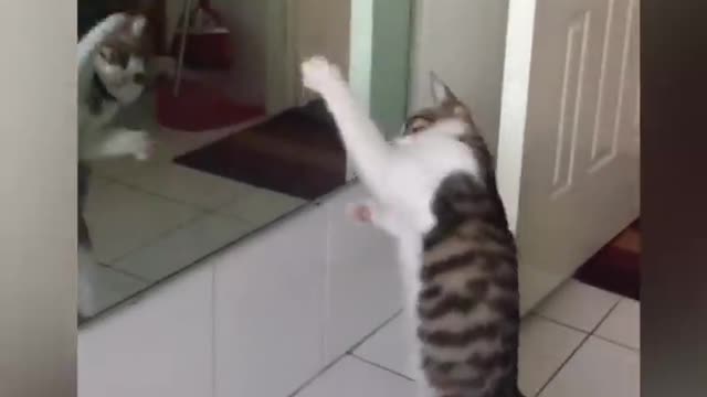 OMG So Cute ♥ Best Funny Cat Videos 2021