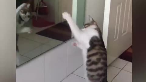 OMG So Cute ♥ Best Funny Cat Videos 2021