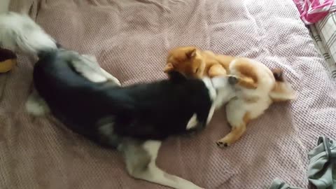 Shiba Inu vs Siberian Husky Dog Fight