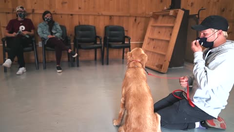 dogs traning video
