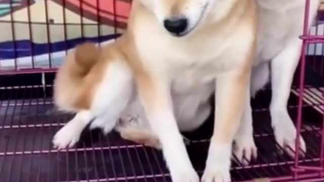 Cute Shiba Shows Love, Will You Marry Me? Funny Dog's Life Videos 2021