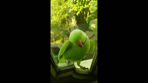 cute parrot..knock on the window door🤣