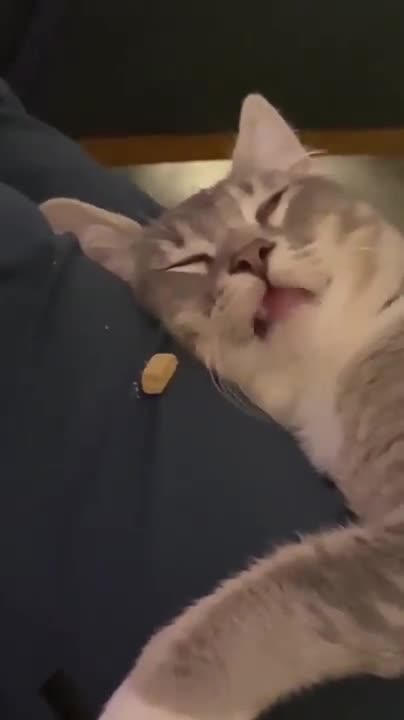 Owner tried the treat thing with his sleeping cat
