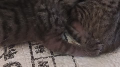 #cat baby