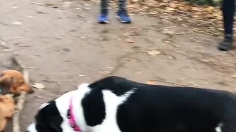 Pet Dog- I am very busy and important!!!