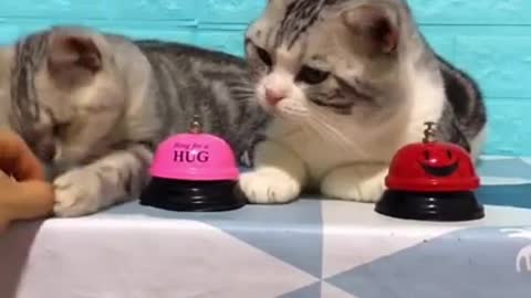Lovely Cat, black cat, cats, funny cats, funny cat videos 1315