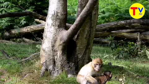 Crazy monkeys 🐒 😂😂