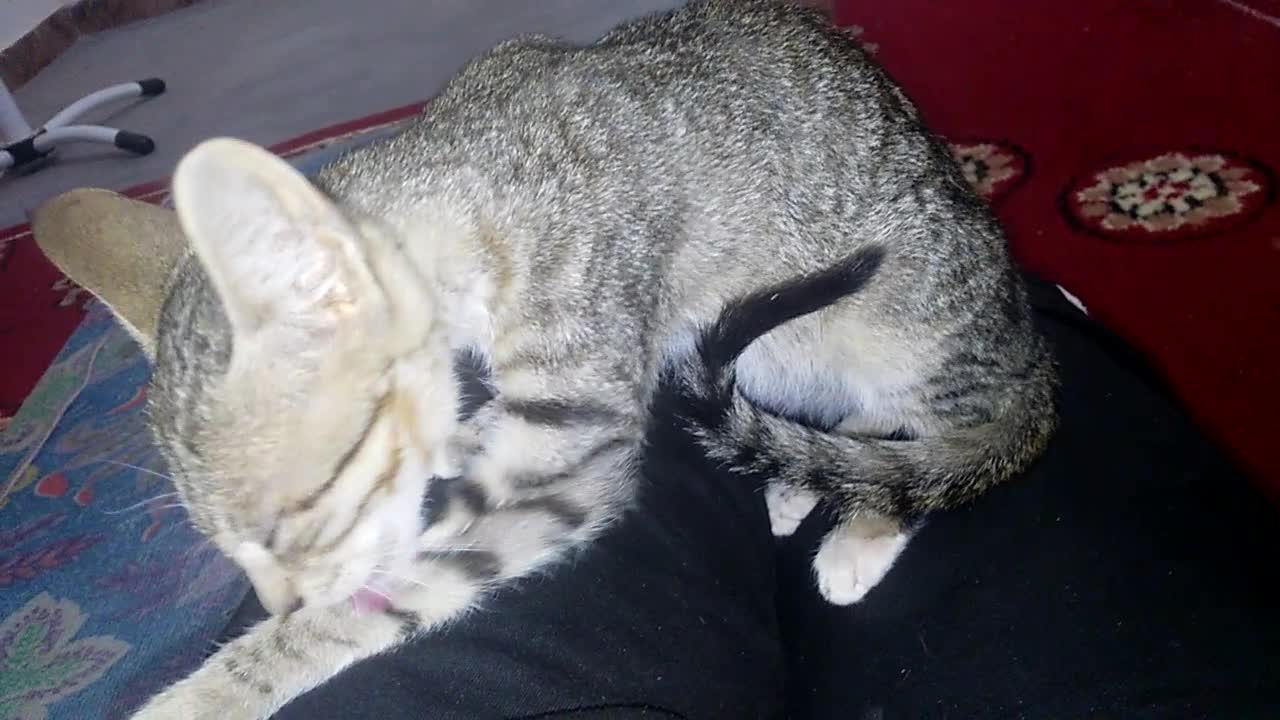 My cat FiFi is preparing to go to sleep