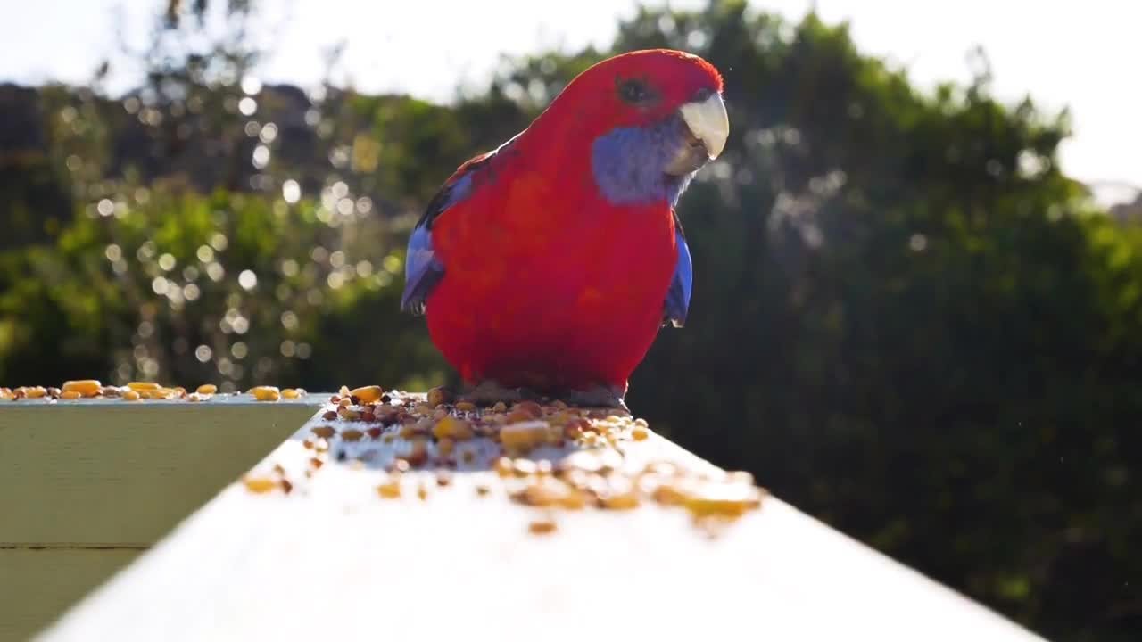 Cute parrot beautiful video