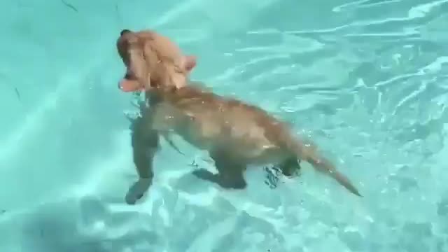 🤣 Awesome Funny Pet Animals Life Videos 😇