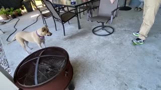 Dog waits forever to play fetch