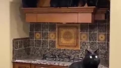 ПРИКОЛЫ с КОТАМИ.СМЕШНЫЕ КОШКИ #shorts (360p)