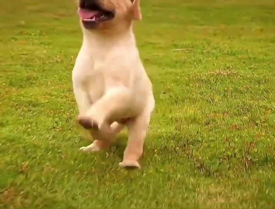 You can tell by the way he's running, he's happy