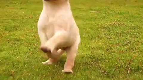 You can tell by the way he's running, he's happy
