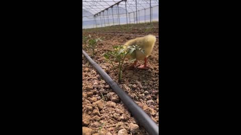 Duck Weed Eater