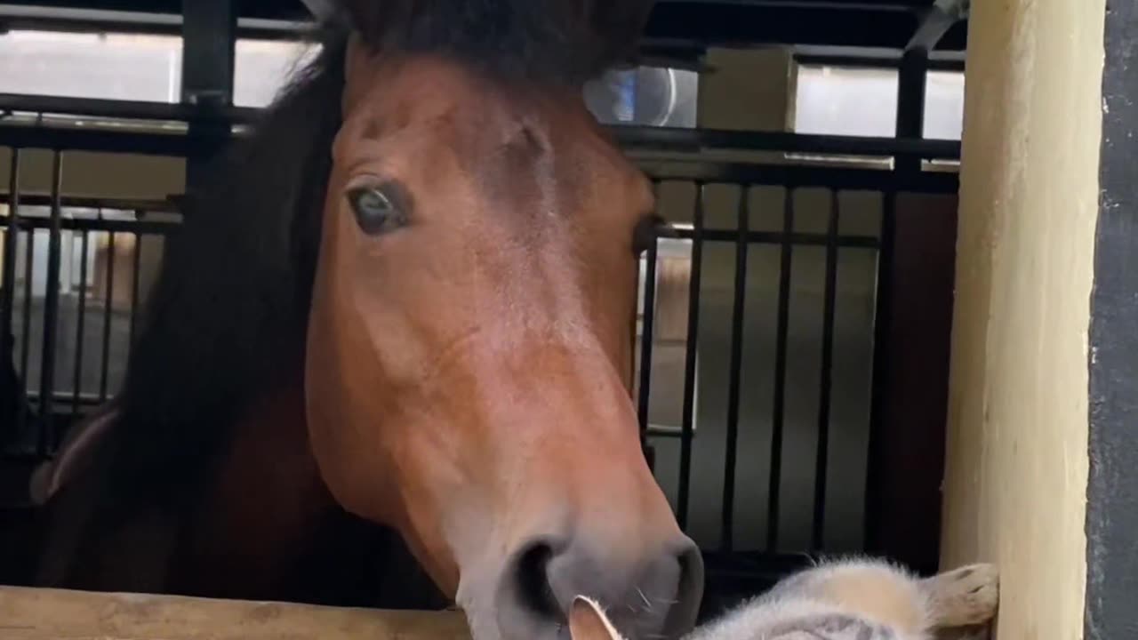 Funny animals😹 Try not to laugh🤣#funnyvideos