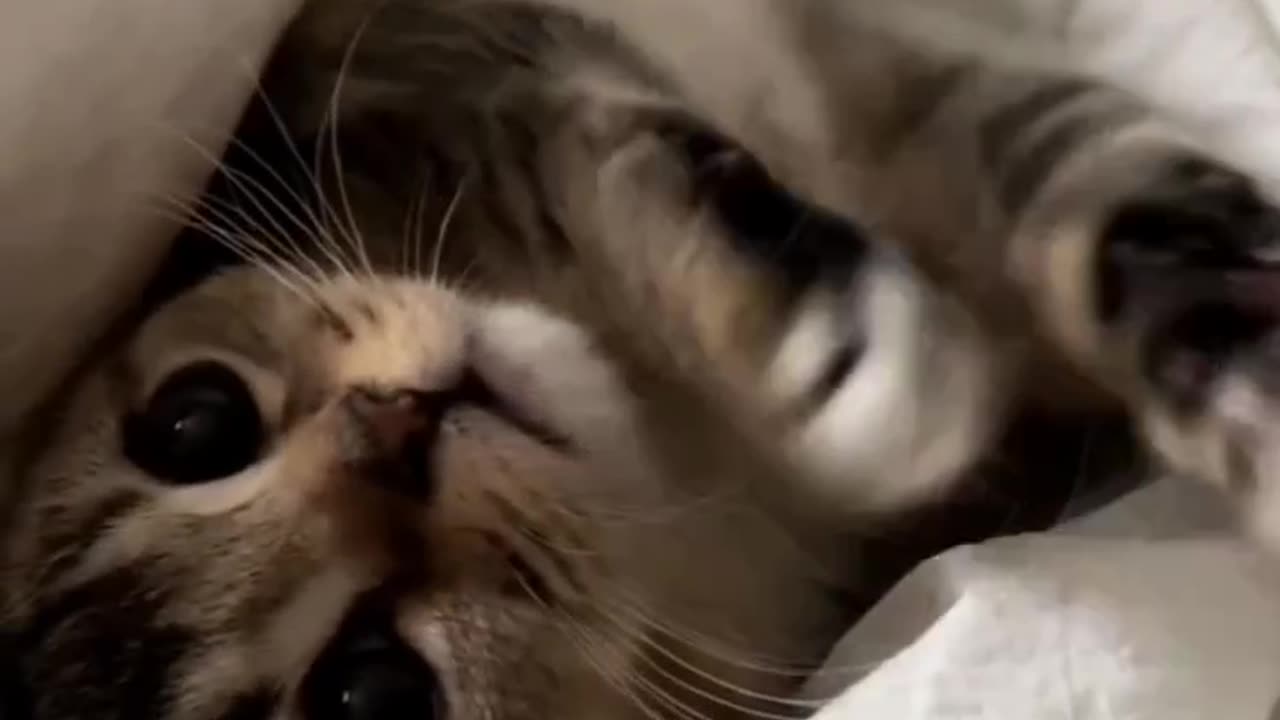 Cutest little kitten