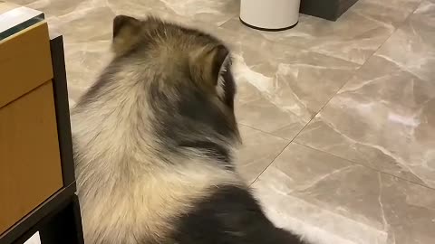 I especially like to chat with dogs. My dog will lie on my body and listen to me