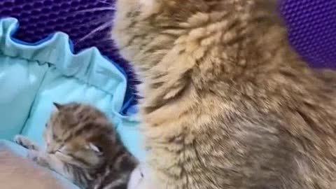 Little ginger kittens