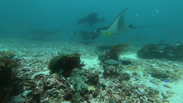 Manta Ray Drift Dive, Komodo National Park
