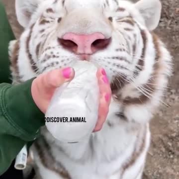 Baby tiger eat milk