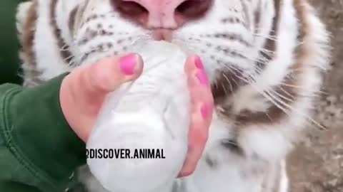 Baby tiger eat milk