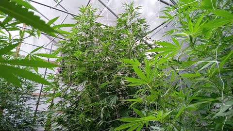 ECG East Coast Growers of the trees