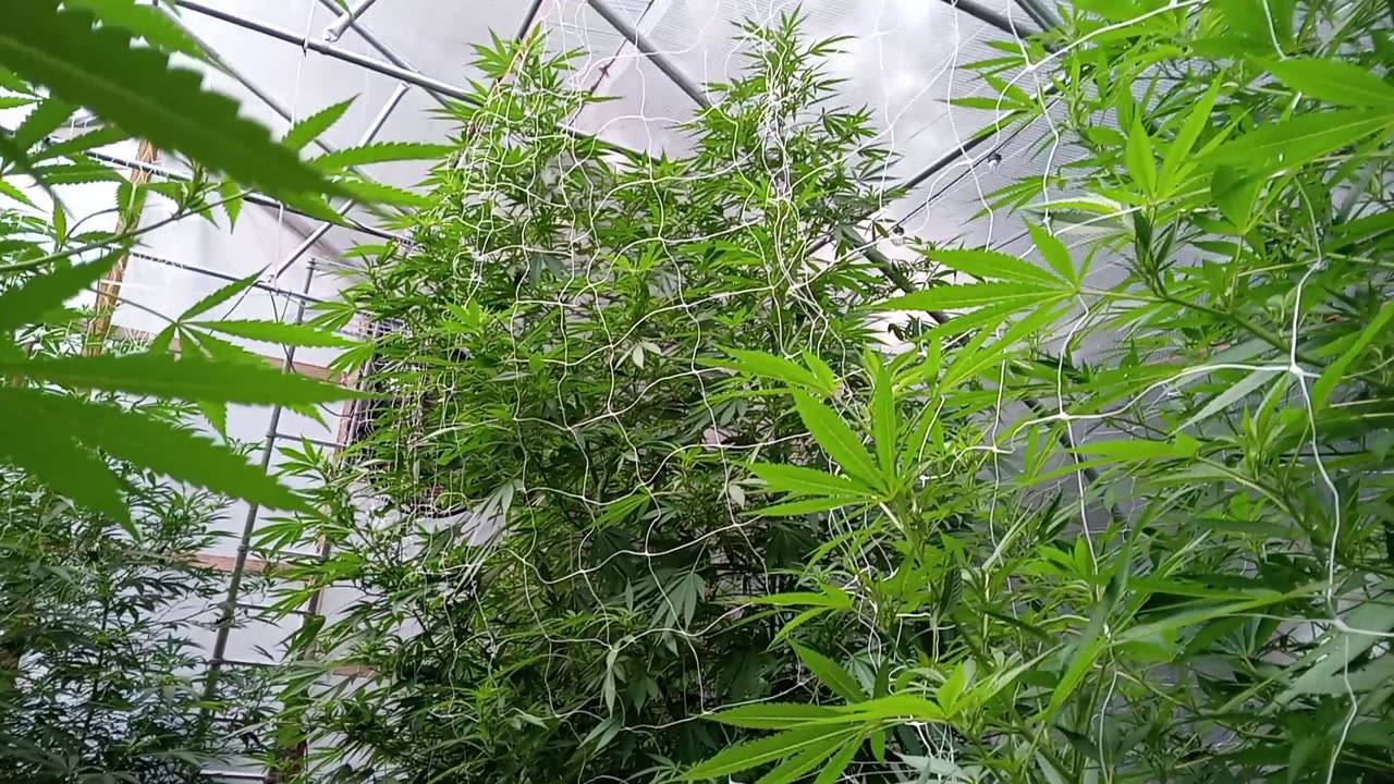 ECG East Coast Growers of the trees