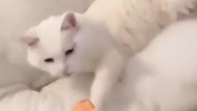 Best Funny pet video