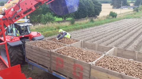 harvesting potatoes 2020