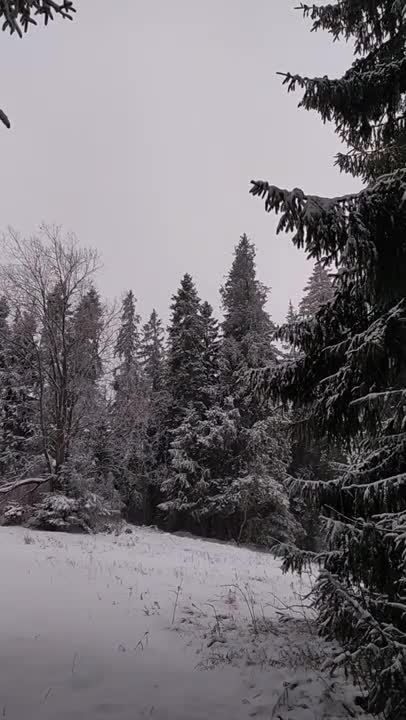 REPLAY: PRESIDENT DONALD TRUMP RALLY LIVE IN FLORENCE, AZ @ 9 ET