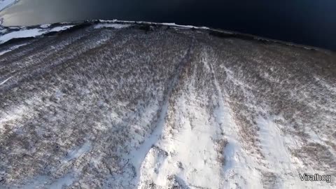 Owl With A Really Big Stick