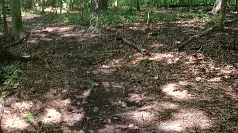 N the woods on a trail