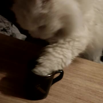 The cat drinks coffee with his hands