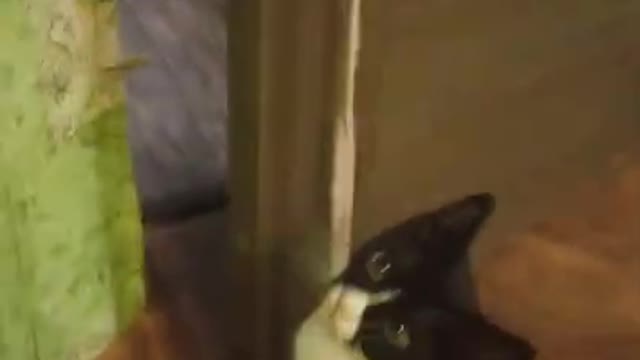 Funny ANIMALS video