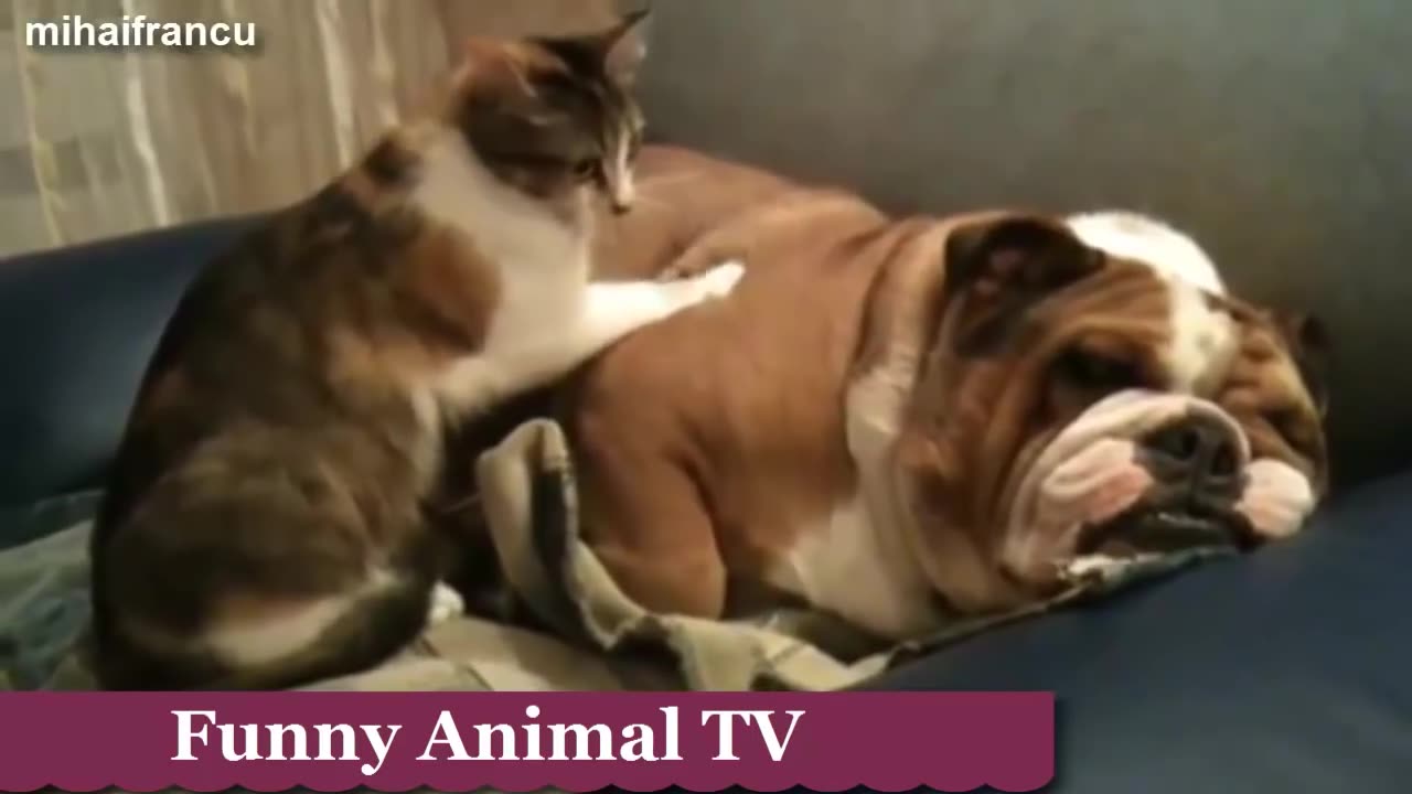 Cat And Bulldog funny Video Compilation 2023