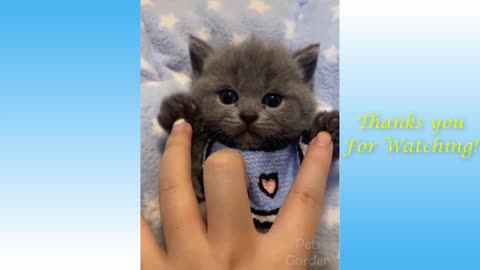 Compilation of Super Cute Pets And Funny Animals