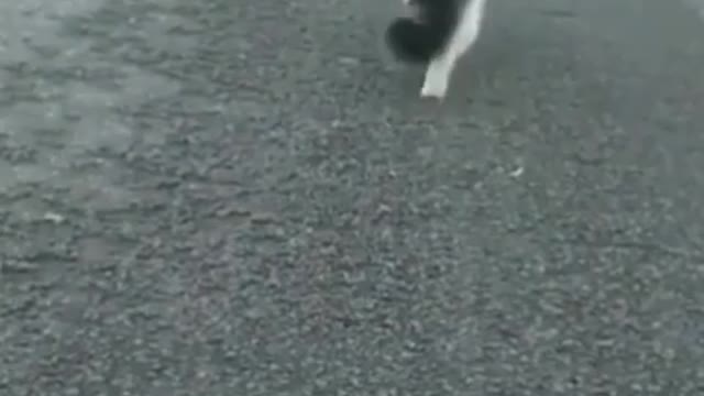 Cat cat cat funny